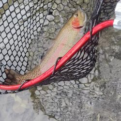 エリアトラウト数釣り？