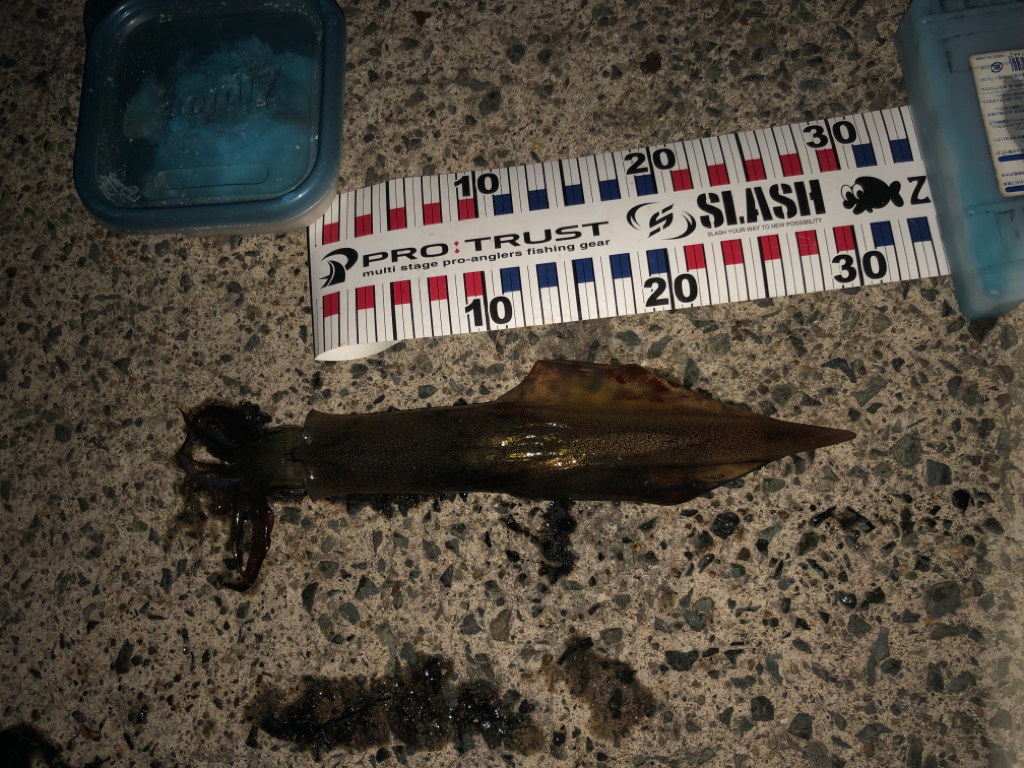 やっとヤリいました〜