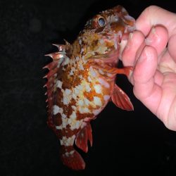 ガシガシガシガシ