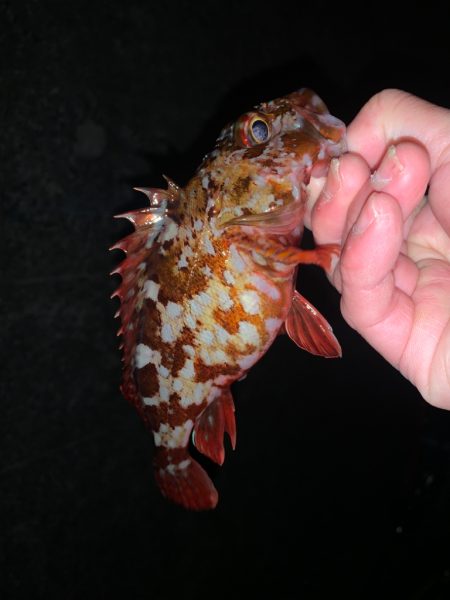 ガシガシガシガシ