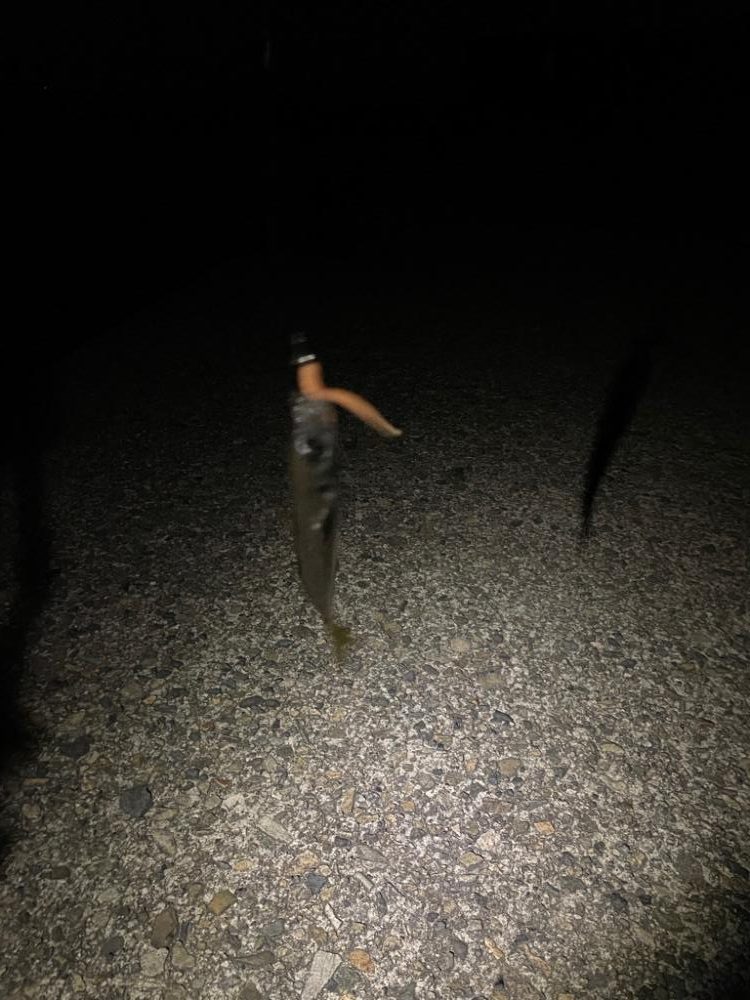 メバリングへ香住東港へ