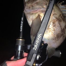 ライトゲーム釣行