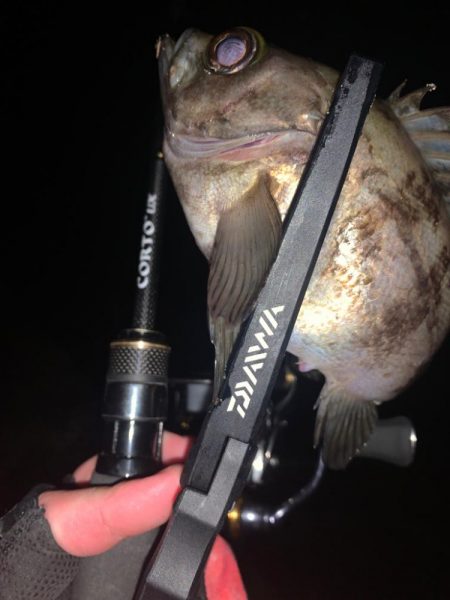 ライトゲーム釣行