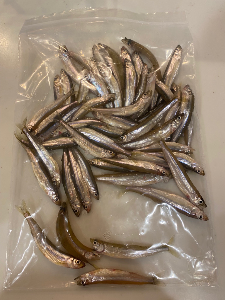 生野銀山湖にてワカサギ初挑戦