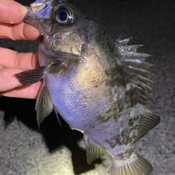 メバル上がり調子