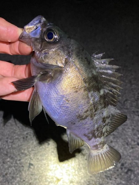 メバル上がり調子