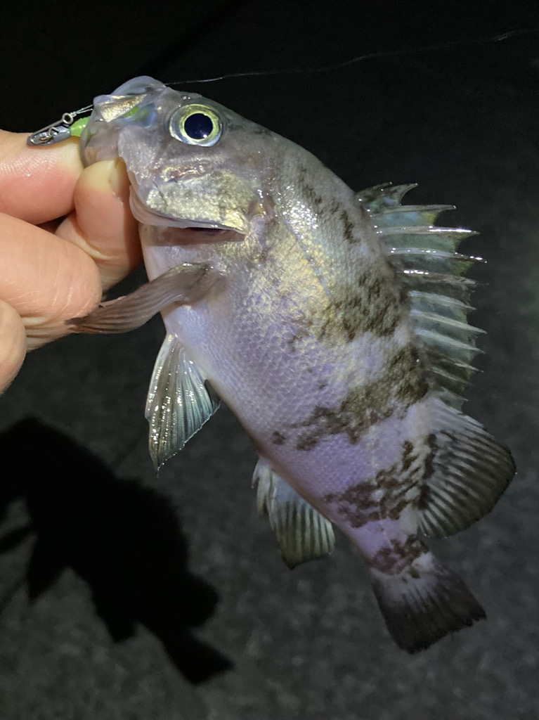 連休初日のメバル