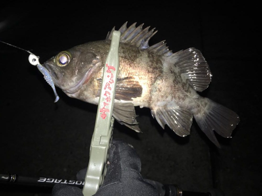 夏泊メバリング