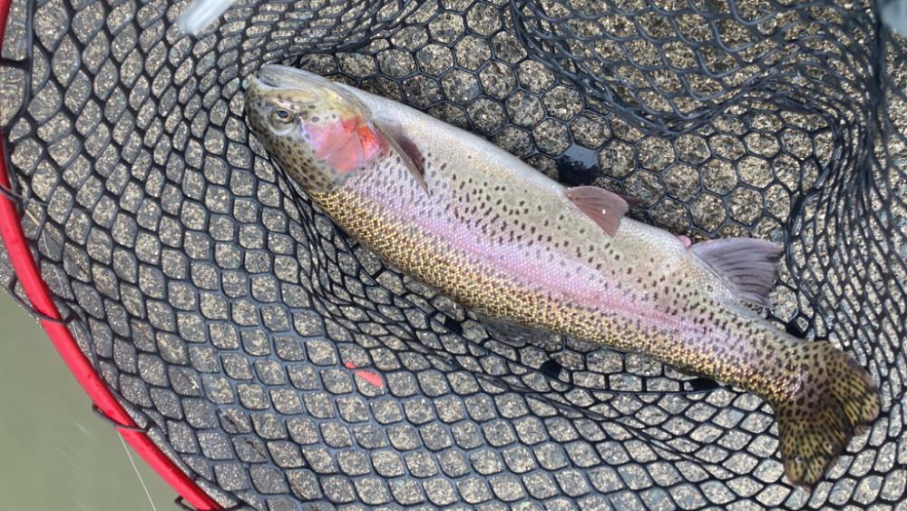 今年初トラウト!