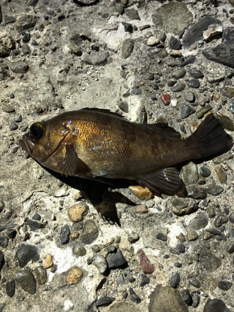 淡路メバリング