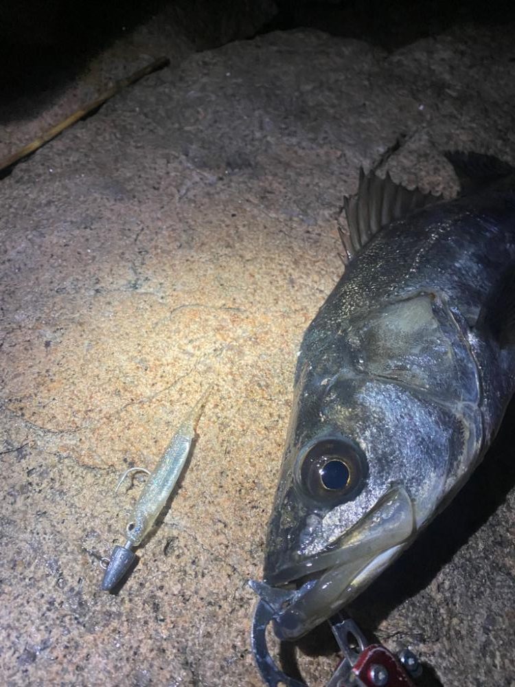 シーバスマルチヒット