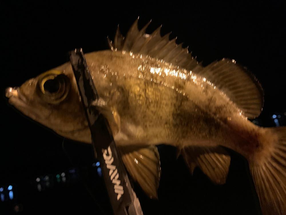 ライトゲーム釣り場探索へ