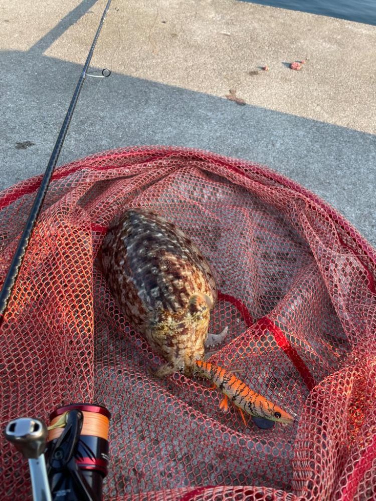 癒しのエギング