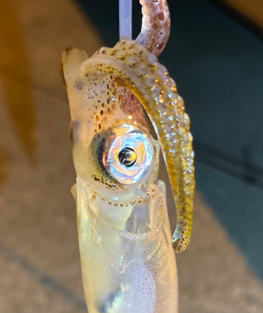 ヒイカおった、おった(^^)