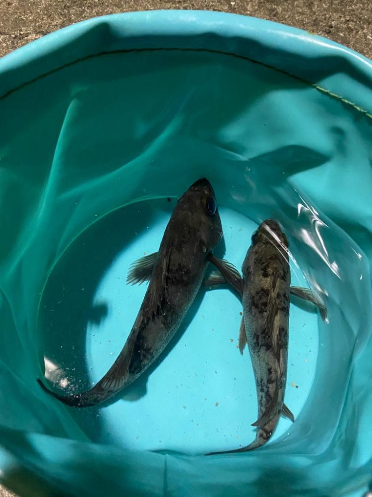 小磯でフロート