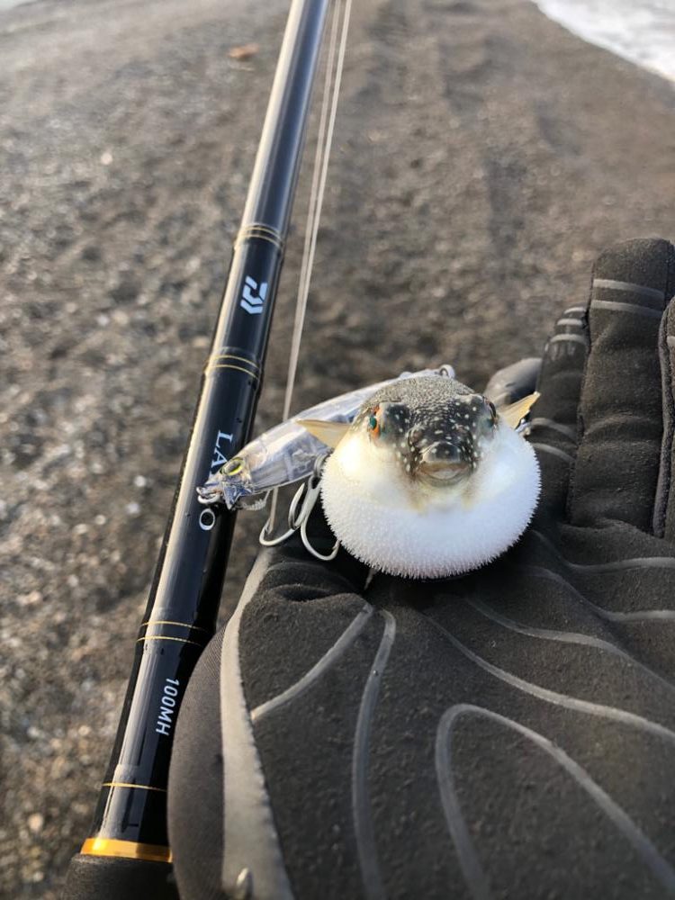 真冬の青物は格別⁉️