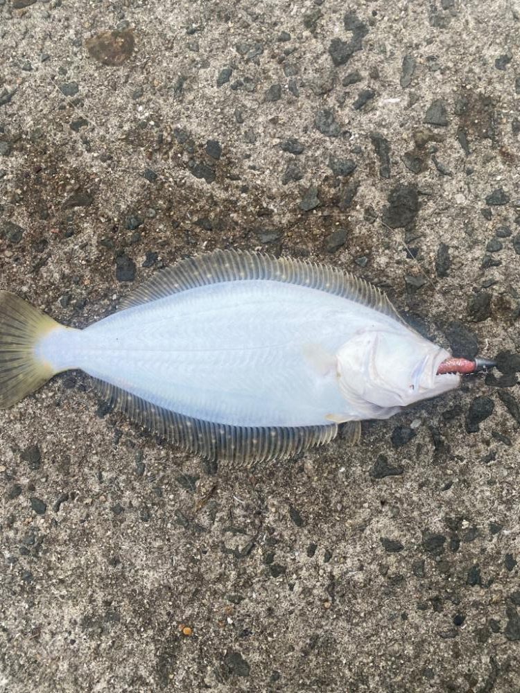 今年初ヒラメ（ソゲ）