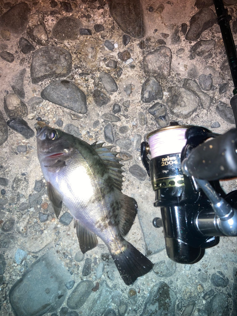 虫ヘッドでメバリング