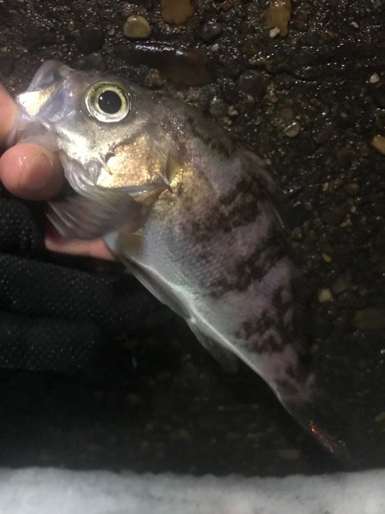 メバルとタケノコ