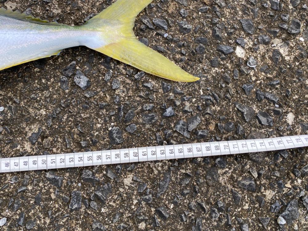 自作の落としダモ初出動！（笑）