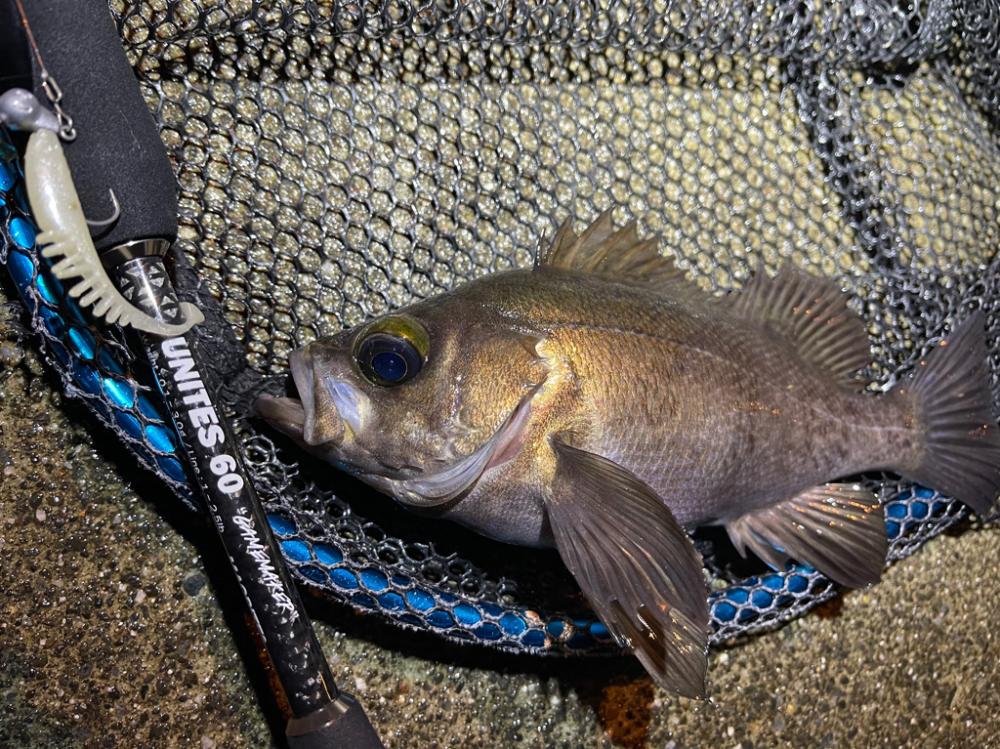 価値のある1匹。