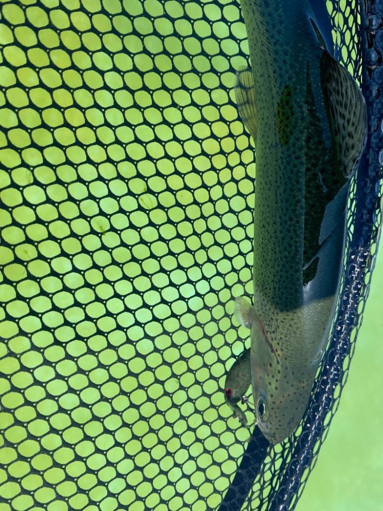 土日明けの月曜日エリアトラウト  かめプー