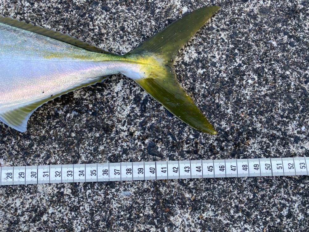 万次郎のポテンシャル