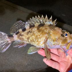 癒しのガッちゃん、アジはおらん！