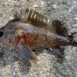 厳しい穴釣り#4