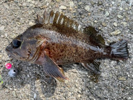 厳しい穴釣り#4