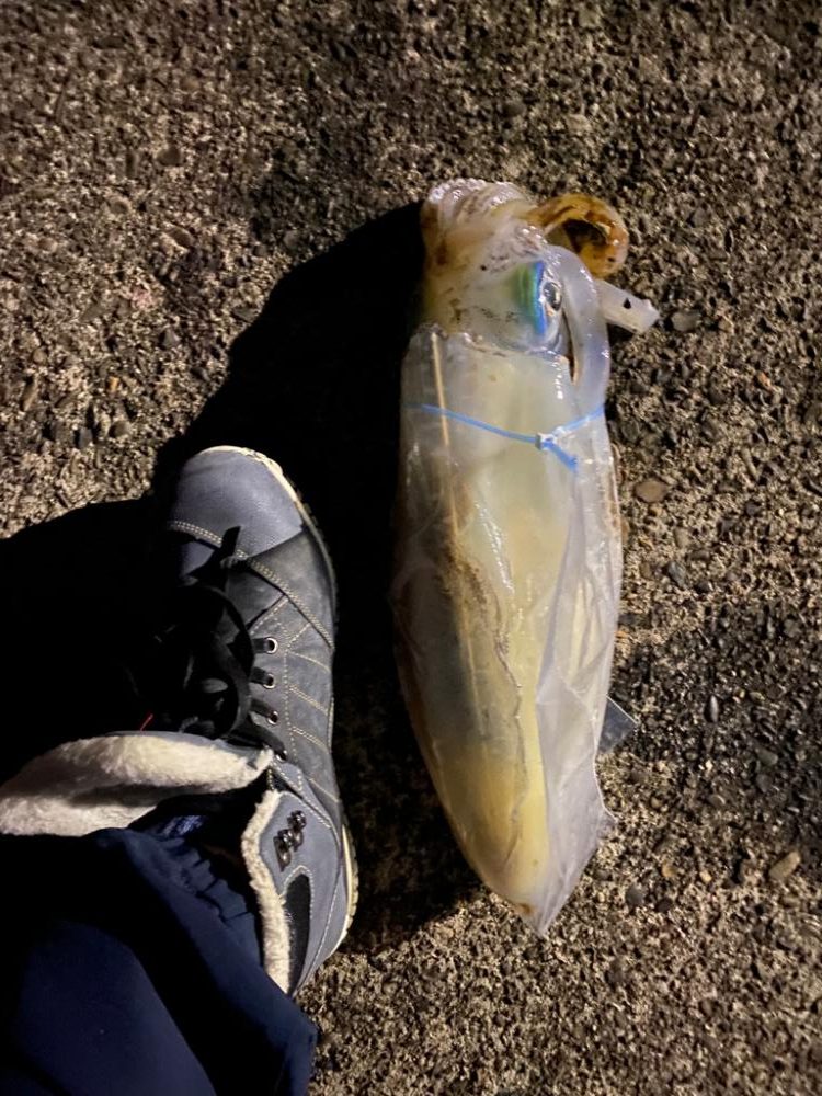 バレンタイン⭐︎アオリイカ