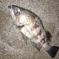 やっと始まった今期のメバル釣行