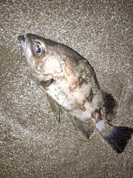 やっと始まった今期のメバル釣行