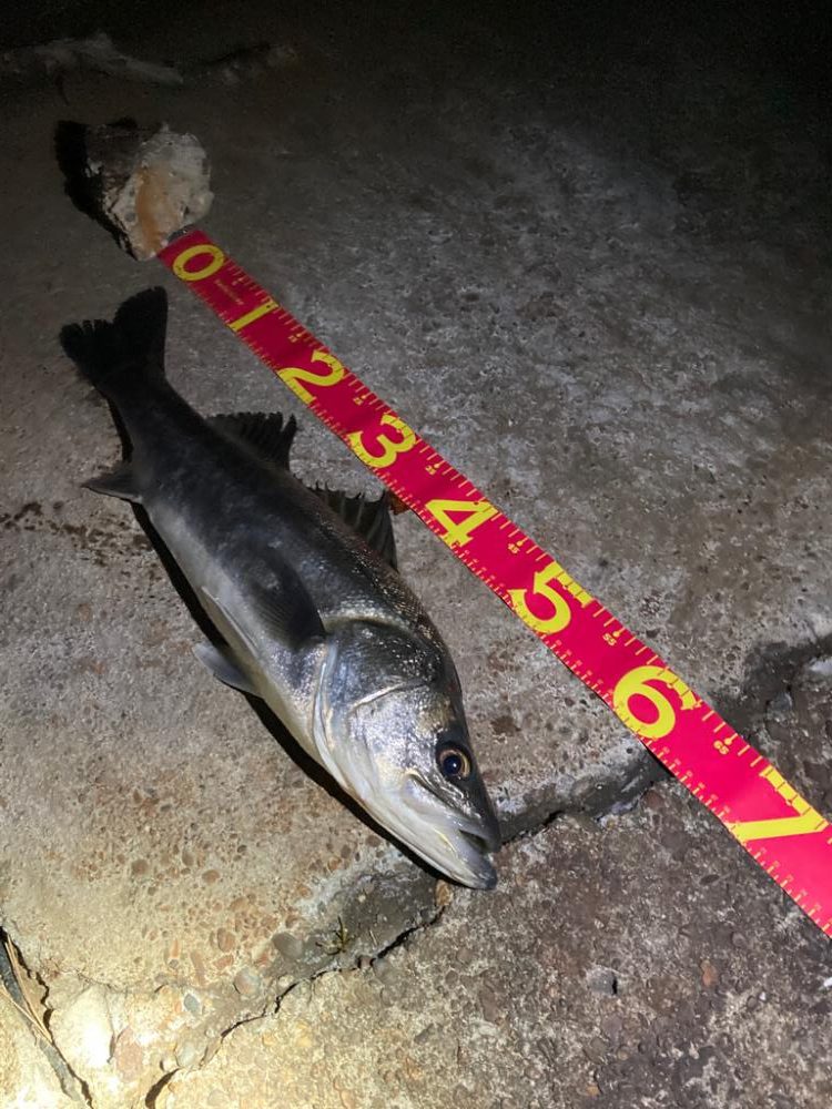 バチ抜けシーズン到来！