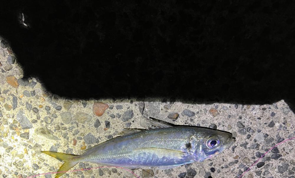 この寒さの中でも釣れました