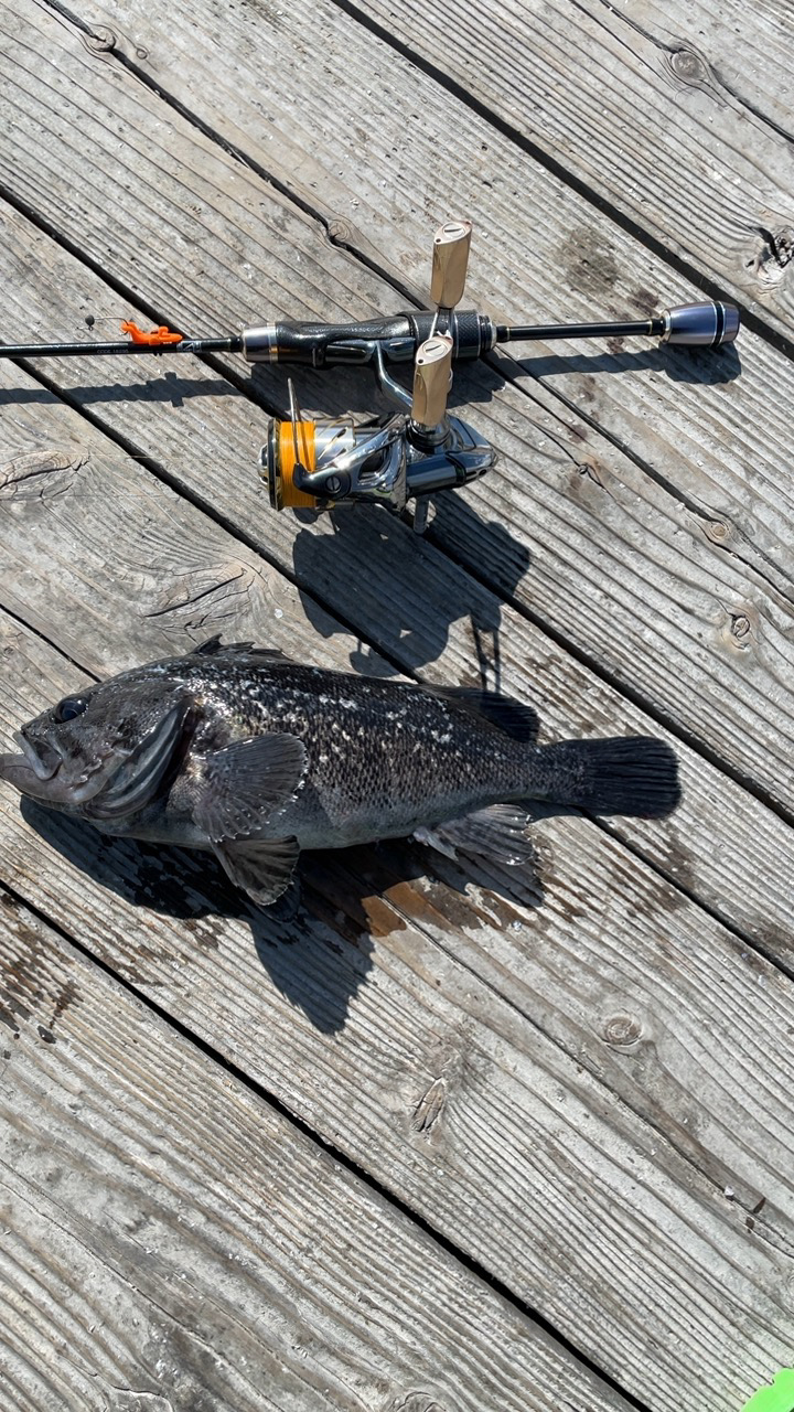 釣堀海恵の釣果
