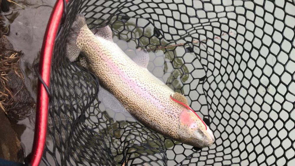 またもや庄原トラウト