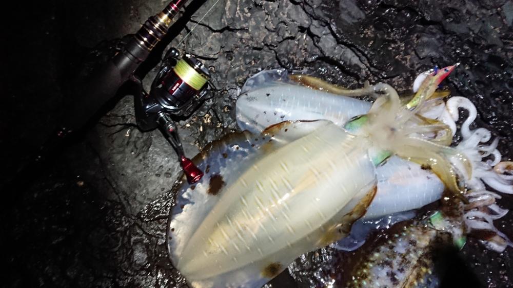 対馬エギング釣果……⑩