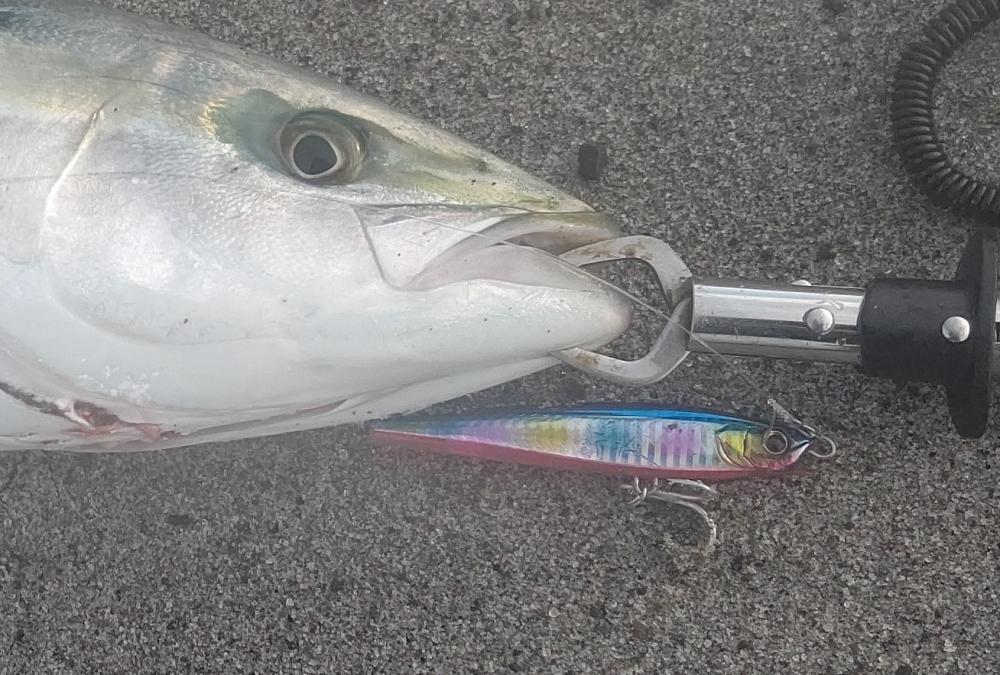 吹上浜で鰤ゲット!