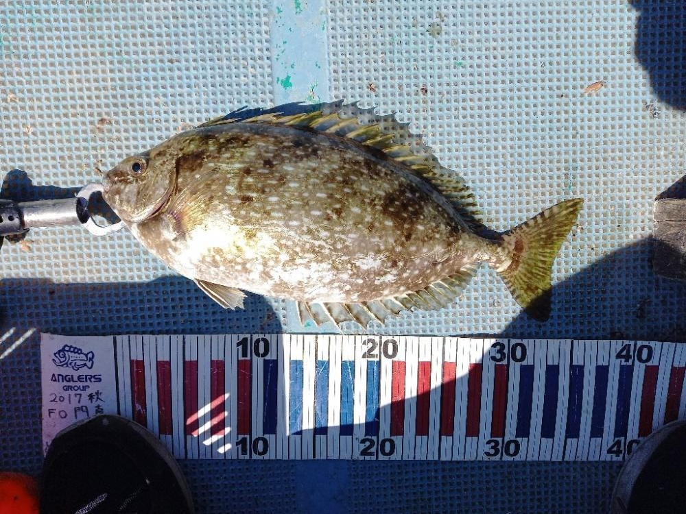 えり丸ブリリベンジ