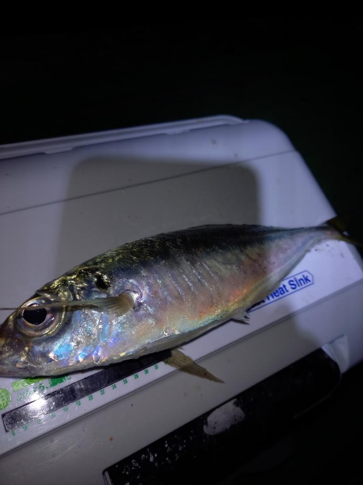 北西風を避けて