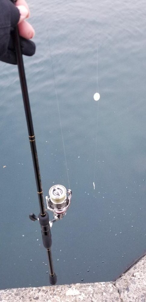 尺アジでーす。