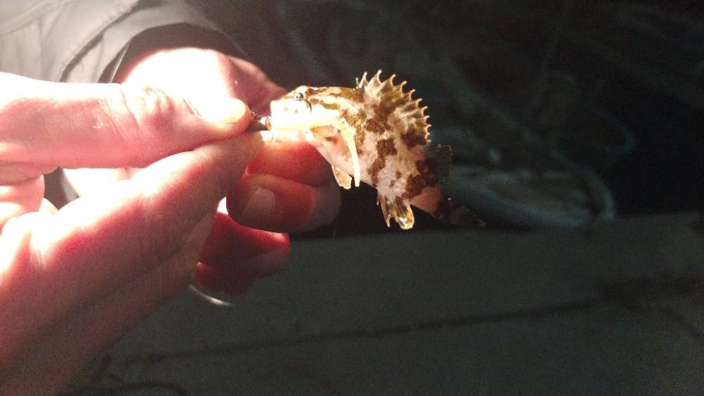 泉州メバリングリベンジ