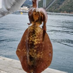 今年初エギング中。朝イチで2杯。10杯くら…