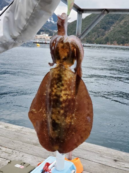 今年初エギング中。朝イチで2杯。10杯くら…