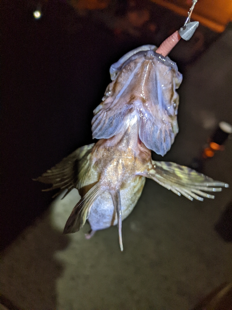 一匹までが遠い