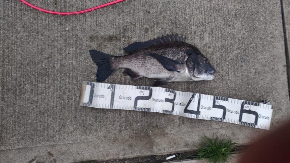 2/19どしゃ降りの中の釣果