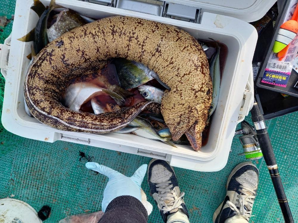 初かせ釣り、ブリには届かず