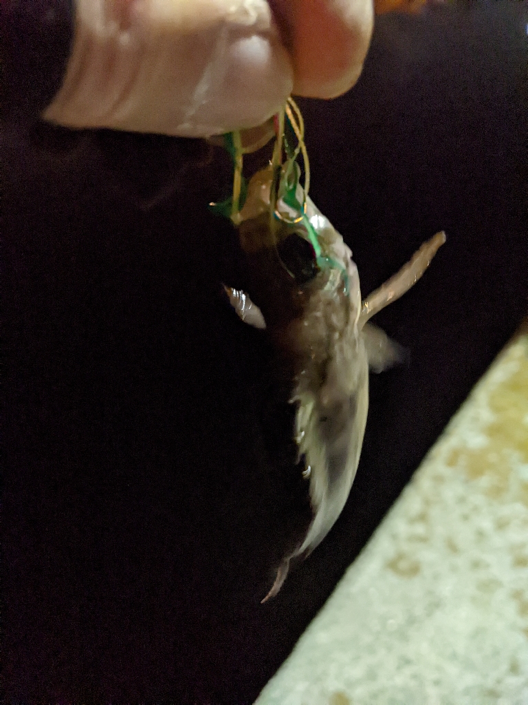 初めて使うルアーで