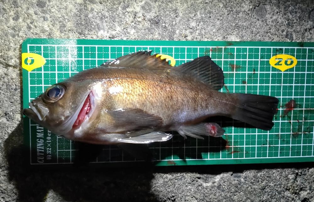 メバル居ました